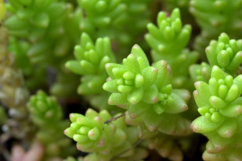 Sedum acre / Borracina acre